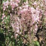 Blühende Japanische Wisteria 'Shiro Beni' mit rosa-weißen Blüten als Kletterpflanze.
