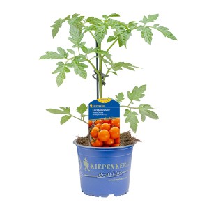 Kiepenkerl Tomate Orange im Topf, veredelte Sorte Solanum lycopersicum.