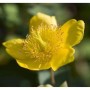 Nahaufnahme einer gelben Kanadischen Johanniskraut (Hypericum kalmianum) Blüte.