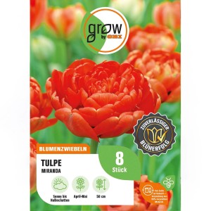 Packung rote Tulpen Miranda, gefüllte, späte Sorte, 8 Stück. Blumenzwiebeln für Beet und Garten.