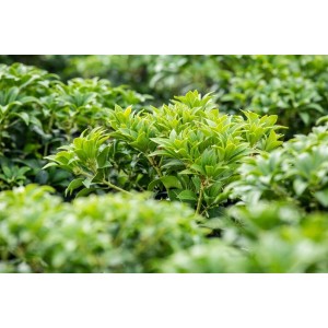 Grüne Japanische Lavendelheide 'Bonfire' (Pieris Japonica) im Detail.