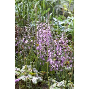 Blühender Wiesen-Salbei 'Rhapsody in Blue' im 9x9 cm Topf. Blaue Blütenstände, grüne Blätter. Stauden für sonnige Standorte.