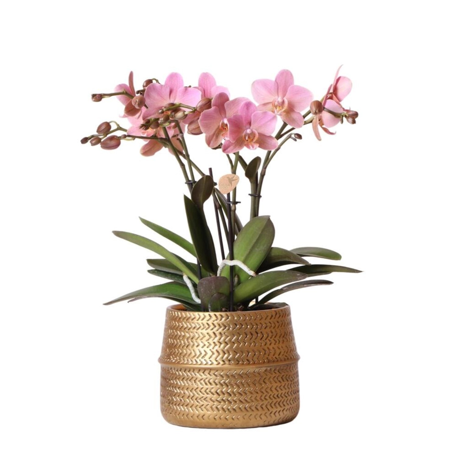 Kolibri Orchids Rosa Phalaenopsis Orchidee Treviso in Groove Topf Gold Topf günstig online kaufen