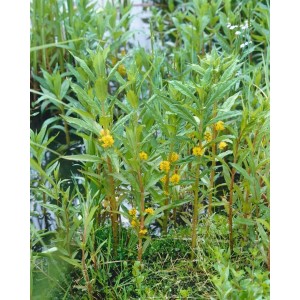 Gelb blühender Gilbweiderich (Lysimachia thyrsiflora) im 9x9 cm Topf, ideal für feuchte Standorte.