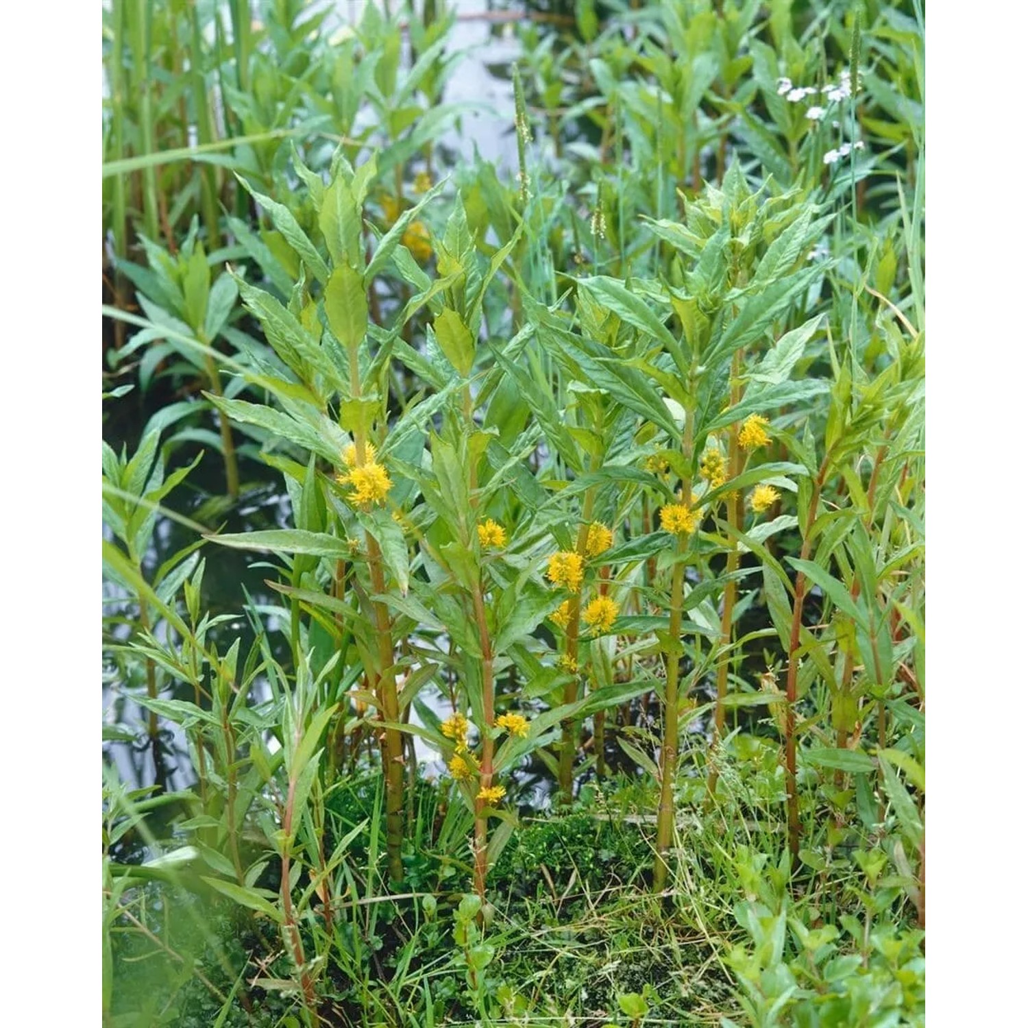 Gelb blühender Gilbweiderich (Lysimachia thyrsiflora) im 9x9 cm Topf, ideal für feuchte Standorte.