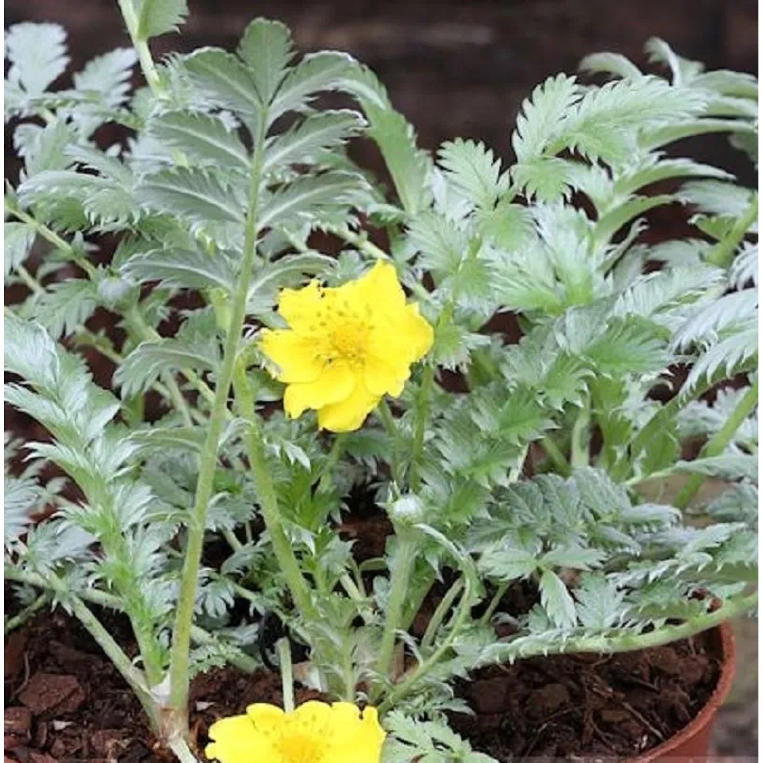 Gänsefingerkraut - Potentilla anserina