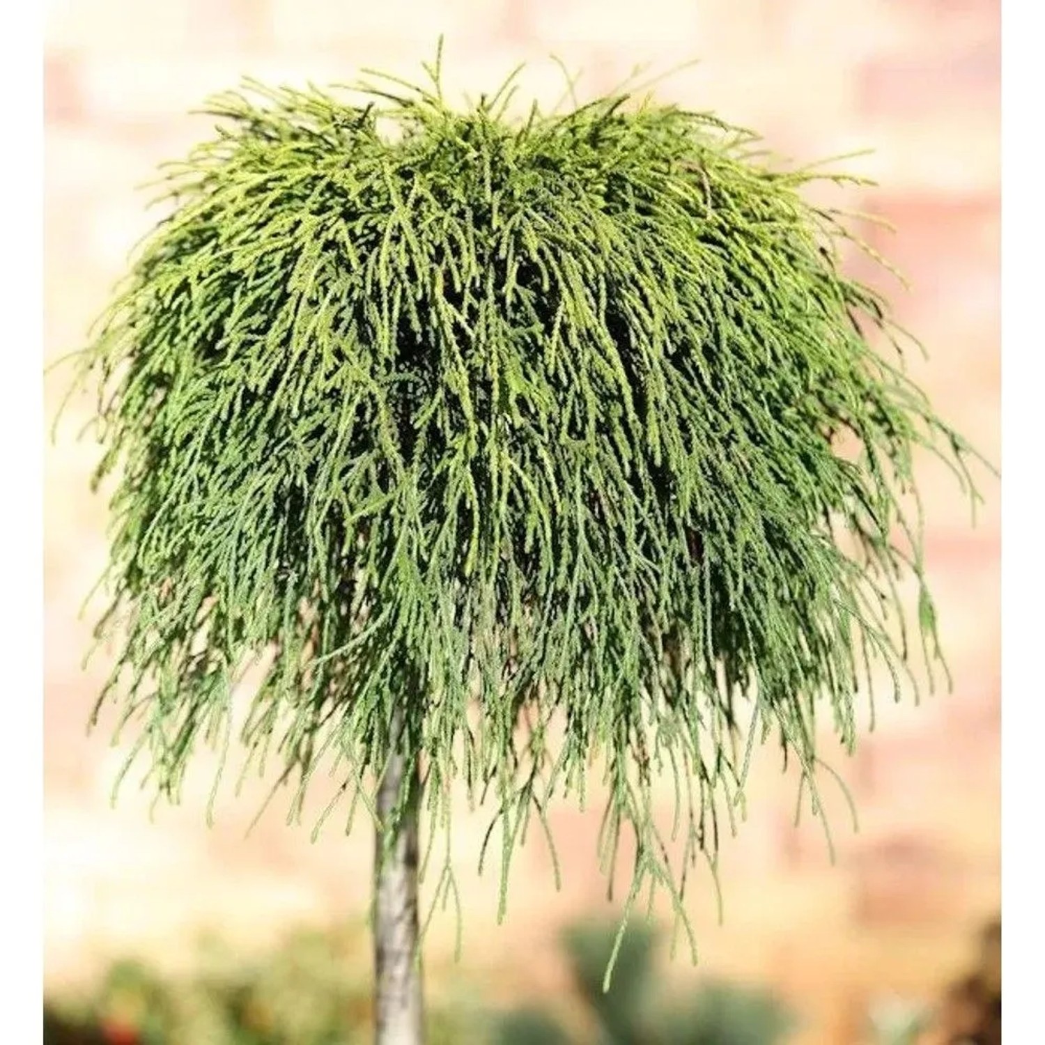 Hochstamm Gelbe Fadenzypresse Sungold 80-100cm - Chamaecyparis pisifera