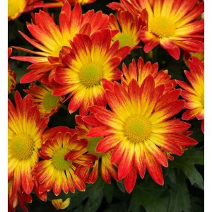 Nahaufnahme der Winteraster 'Dernier Soleil' mit rot-gelben Blüten.
