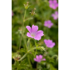 Zartrosa blühender Geranium Storchschnabel im 9x9 cm Topf, Nahaufnahme.