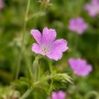 Zartrosa blühender Geranium Storchschnabel im 9x9 cm Topf, Nahaufnahme.
