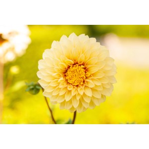 Gelbe Garten-Dahlie (Dahlia Hybride) im Topf, ca. 13 cm Ø. Stehpflanze mit üppiger Blüte.