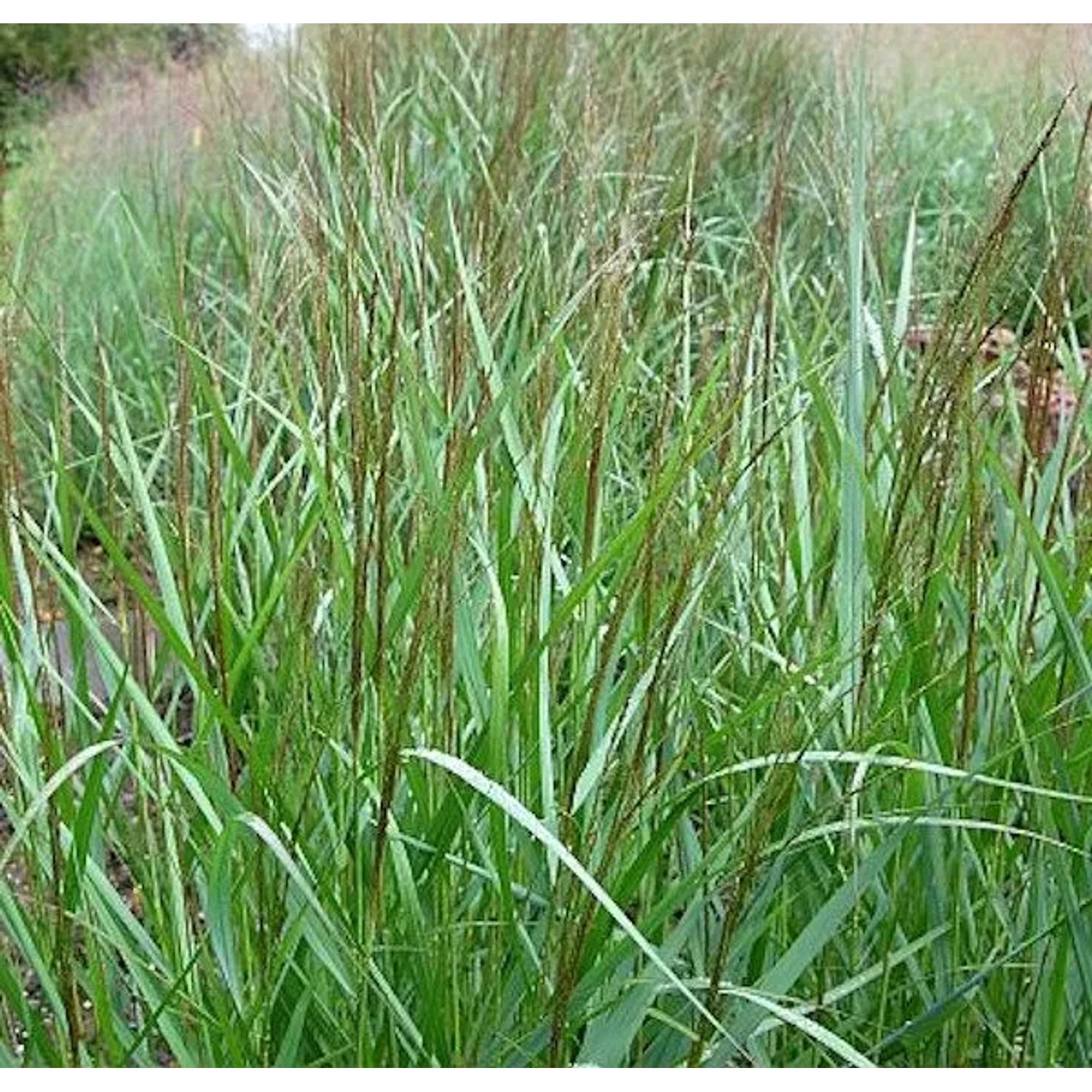 Rutenhirse Warrior - Panicum virgatum