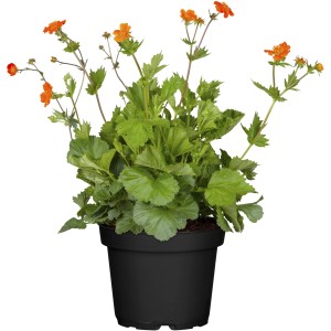 Garten-Nelkenwurz 'Borisii' im Topf mit orangen Blüten. Geum-Pflanze für sonnige Standorte.