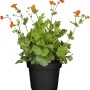 Garten-Nelkenwurz 'Borisii' im Topf mit orangen Blüten. Geum-Pflanze für sonnige Standorte.
