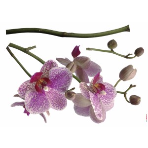 Deko-Sticker Orchidee: Detailreiche Nahaufnahme der lila-weiß gefleckten Blüten und Knospen.