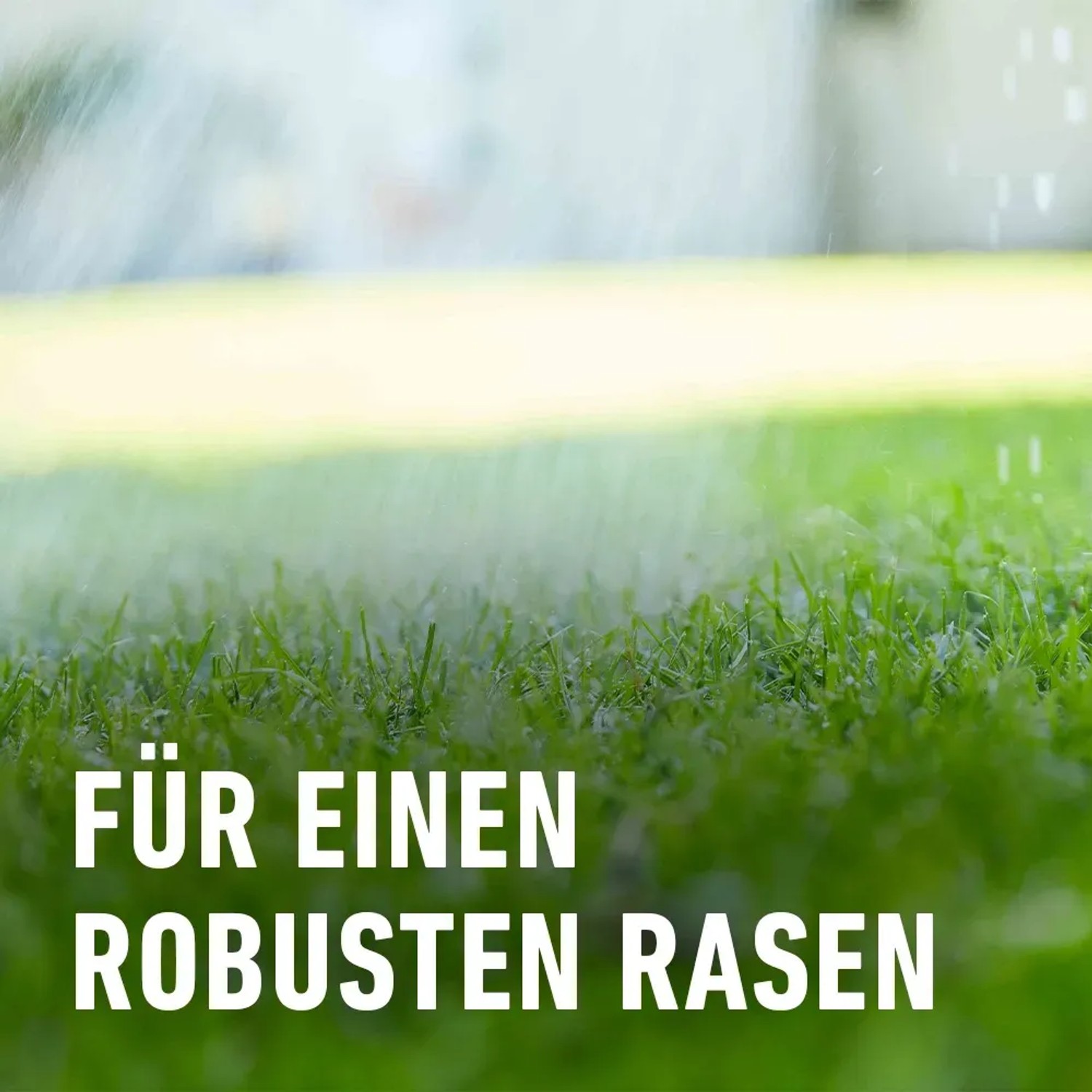 Gepflegter Rasen unter Beregnung. Compo Rasen-Langzeitdünger für dichten, grünen Rasen.