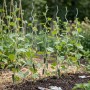 Relaxdays Tomaten Spiralstab Stahl Silber Verzinkt 10er Pack 170 cm_5