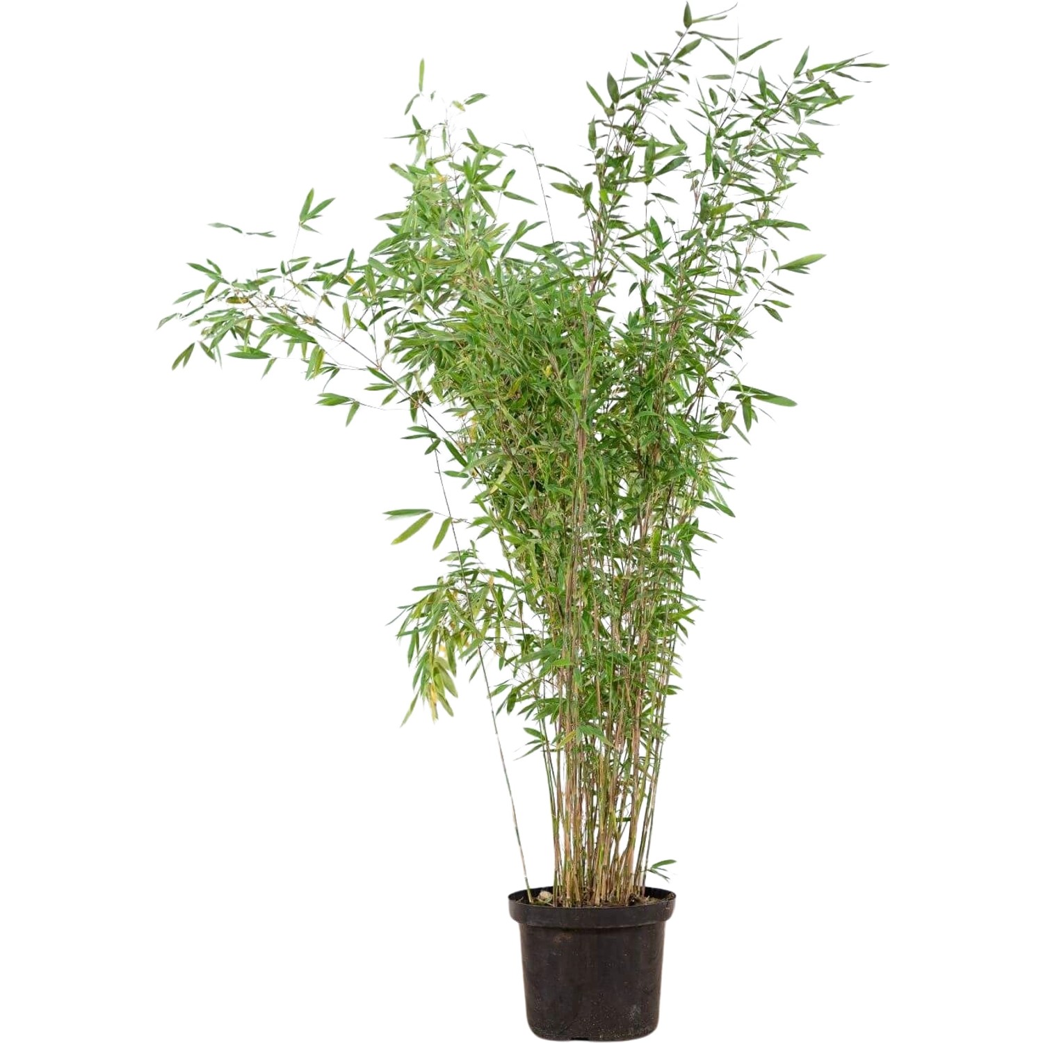 Heckenbambus Jumbo Set à 20 Stück Höhe ca. 175 - 200 cm Fargesia murielae