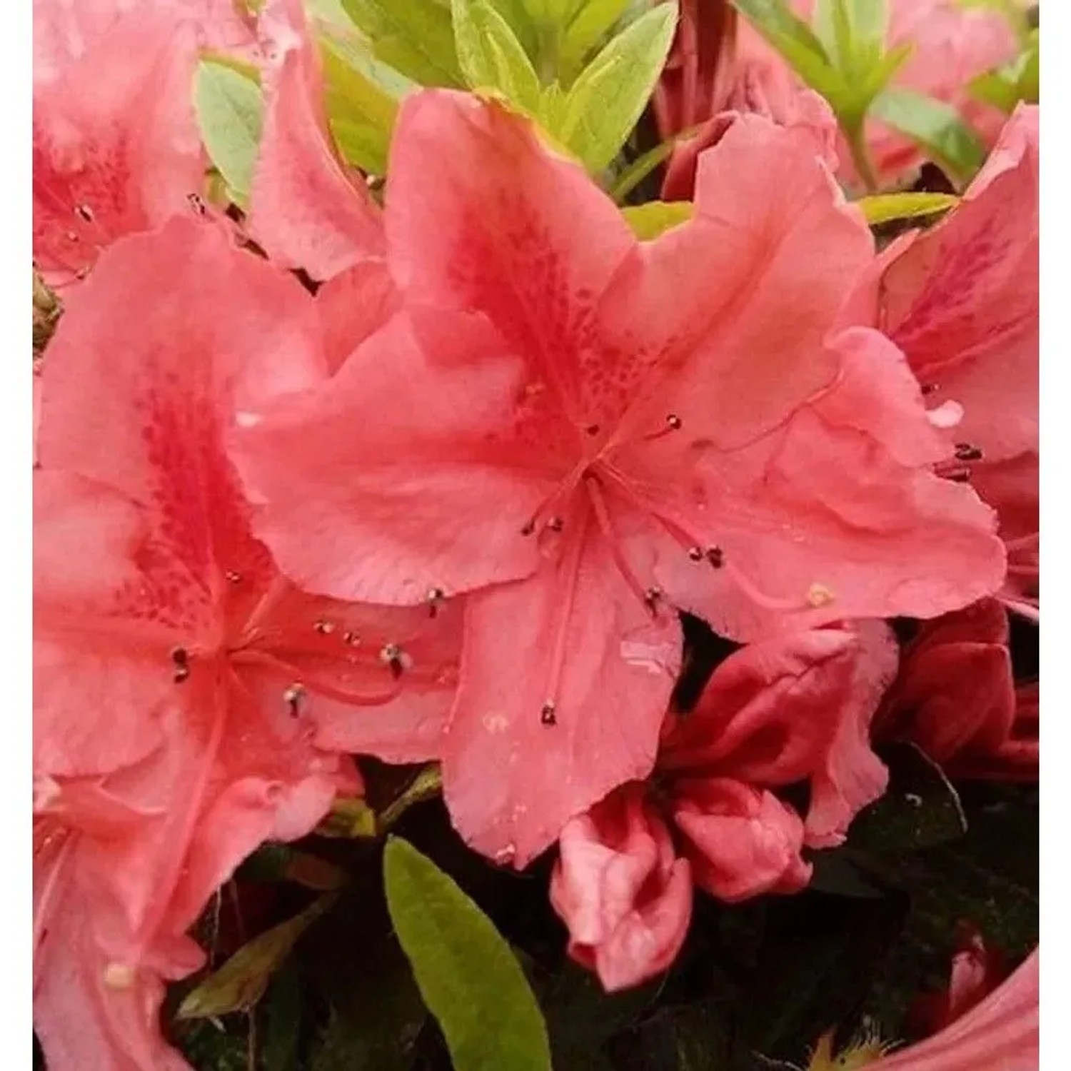 Kriechende Immergrüne Zwerg Azalee Komodo 30-40cm - Rhododendron nakaharai