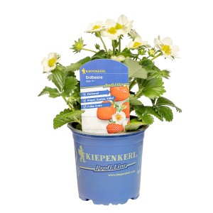 Kiepenkerl Erdbeere Elan F1 im Topf mit weißen Blüten und grünen Blättern.
