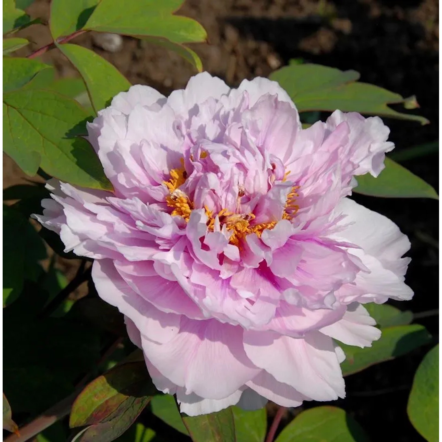 Edelpfingstrose Angelika Kauffmann - Paeonia,actiflora