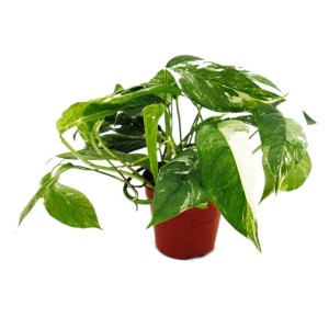 Weißbunte Efeutute (Epipremnum Variegata) im 12cm Topf, rankende Zimmerpflanze mit grün-weißen Blättern.
