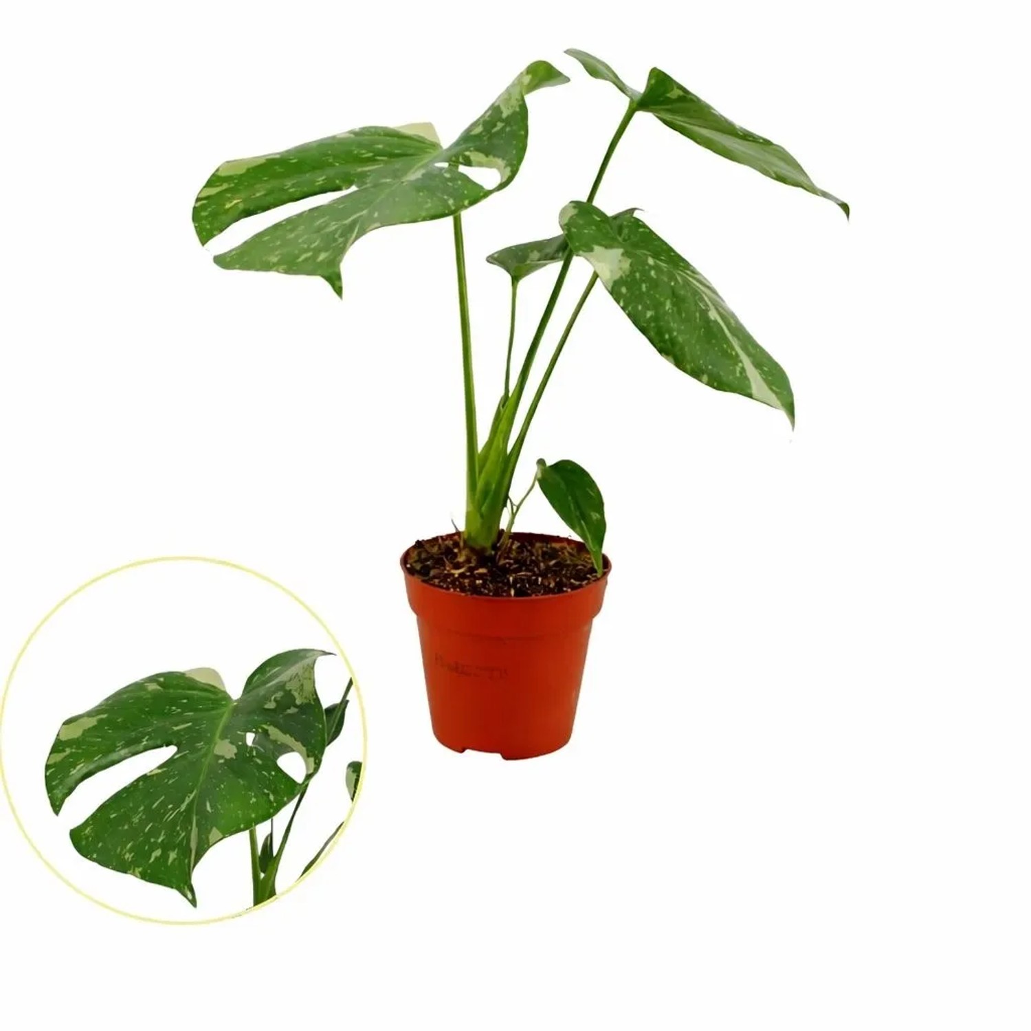 philodendron large leaf Big Leaf Philodendron main image 0