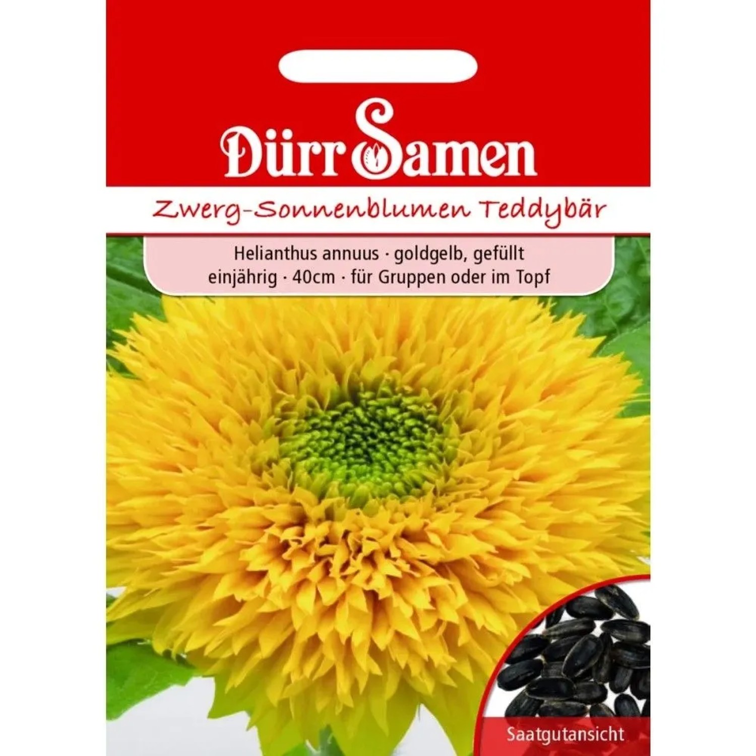 Dürr Samen Sonnenblume Teddybär Goldorange Gefüllt Einjährig Saatgut