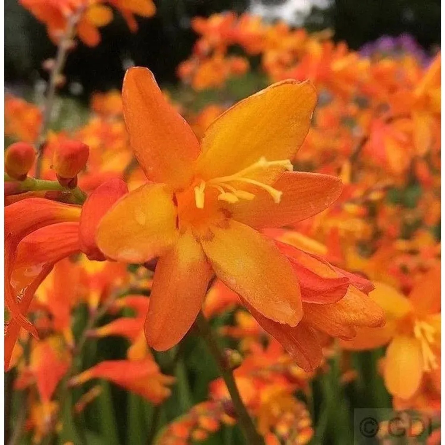 Garten Monbretie Babylon - Crocosmia crocosmiiflora