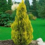 Goldgelbe Thuja 'Jantar' (60-80 cm) im Garten, ideal als Heckenpflanze und für den Sichtschutz.