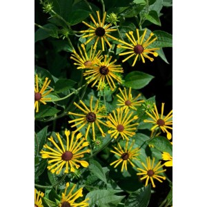 Gelbe Rudbeckia 'Henry Eilers' (Duft-Sonnenhut) im Topf, mit brauner Mitte und grünen Blättern.