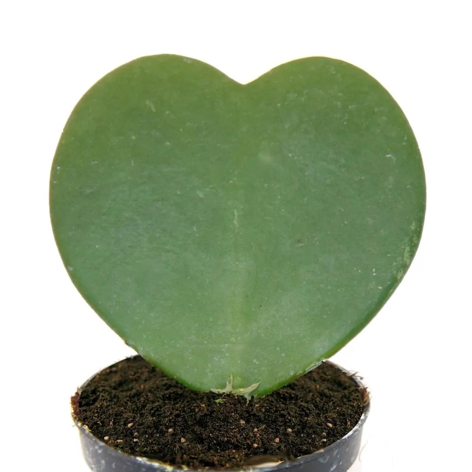 Exotenherz Herzblatt Pflanze Hoya Kerii 6 Cm Topf Kaufen Bei OBI exotenherz-herzblatt-pflanze-hoya-kerii-6-cm-topf-kaufen-bei-obi