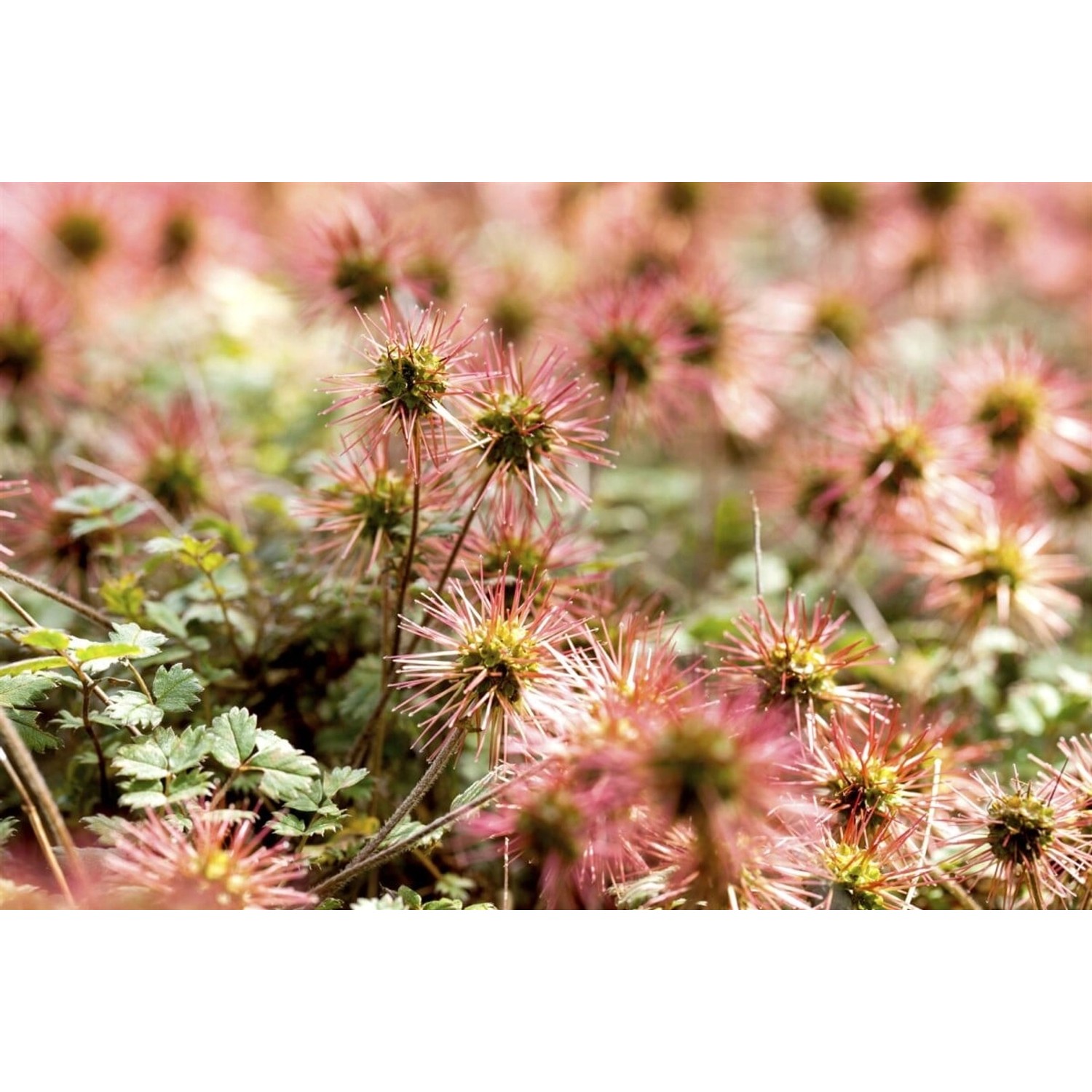 Acaena Magellanica Stachelnüsschen Ca. 9x9 cm Topf günstig online kaufen