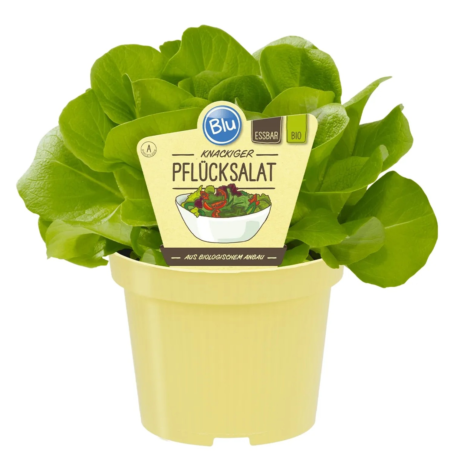 Blu Bio-Pflücksalat Topf-Ø ca. 12 cm Lactuca