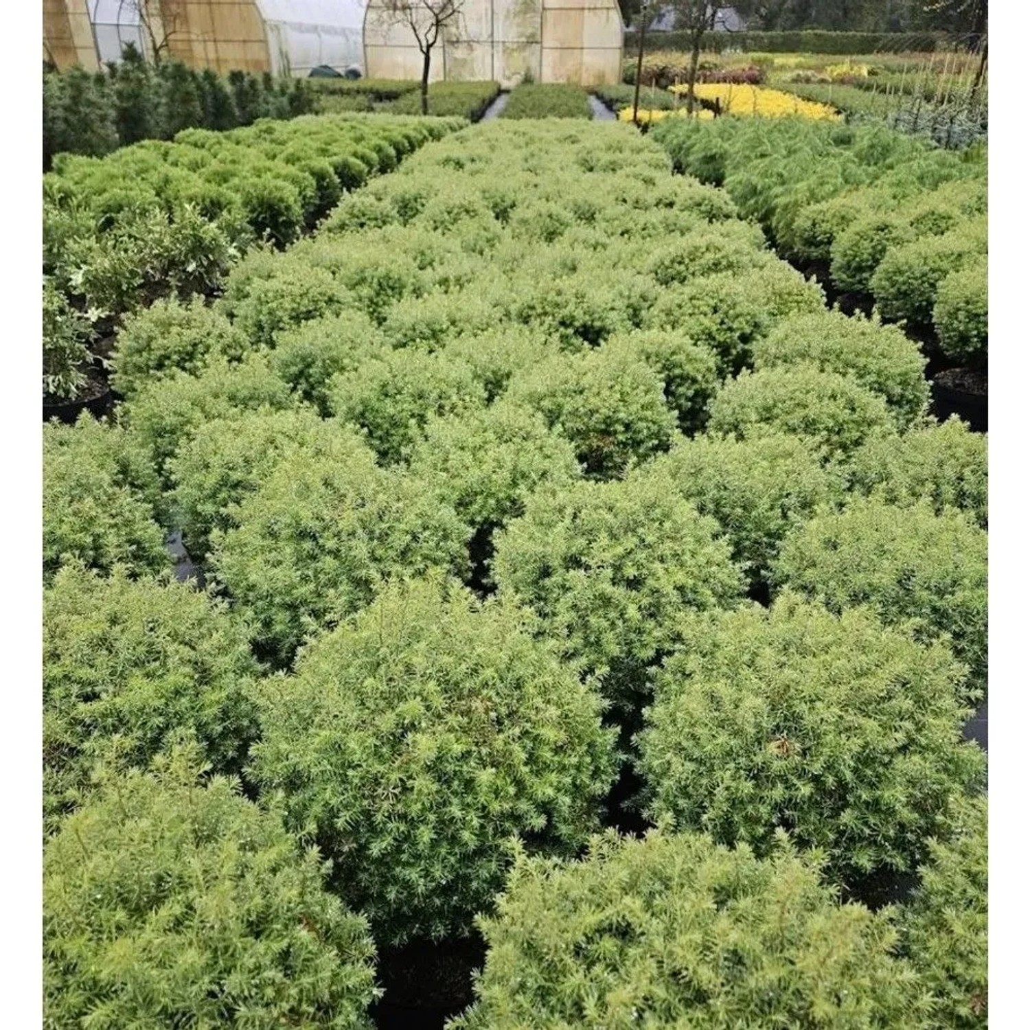 Kugel-Lebensbaum Forever Young 40-50cm - Thuja occidentalis
