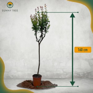 Granatapfelbaum (Höhe 160cm) im Topf. Winterharter Obstbaum für Garten & Balkon.