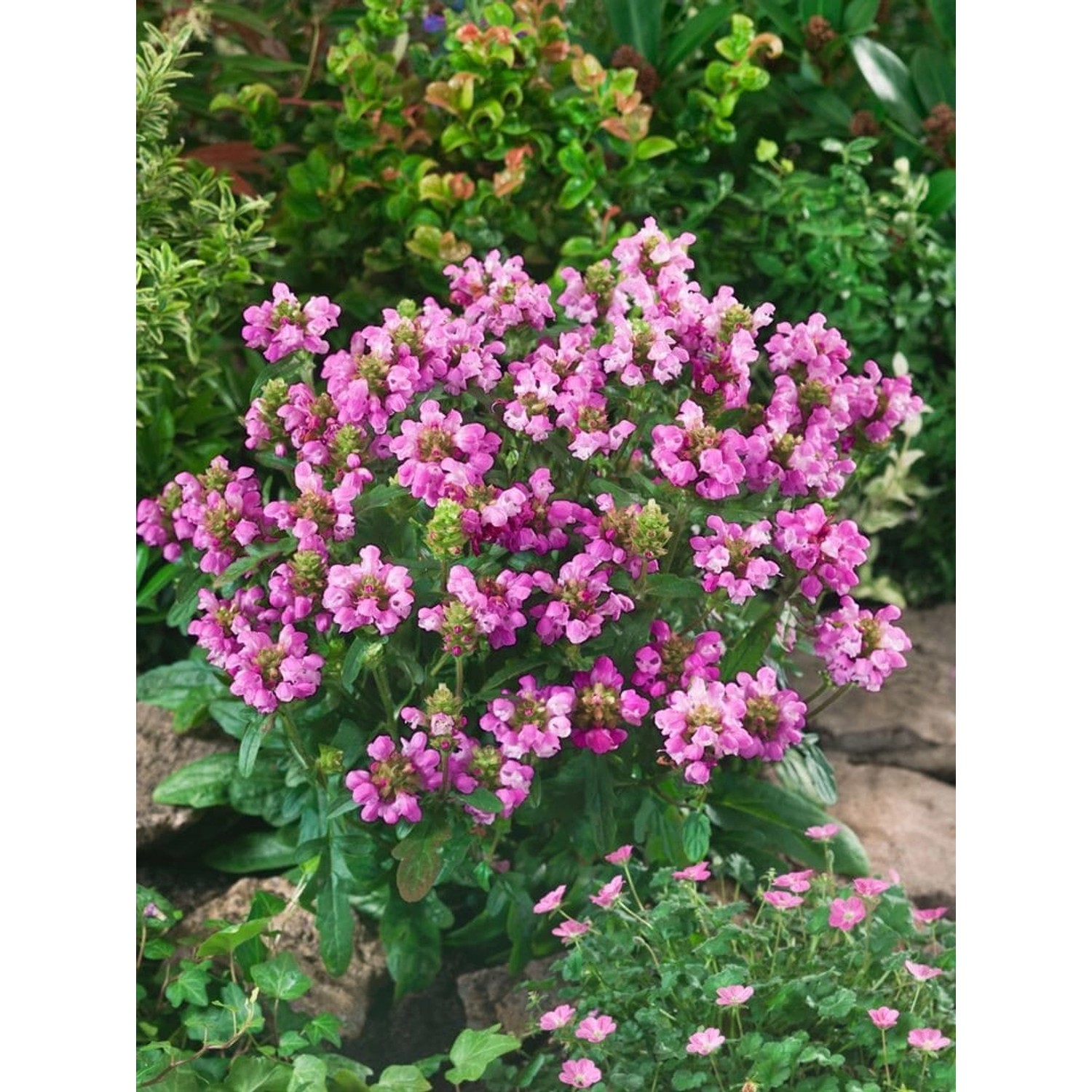 Prunella Grandiflora Rubra Großblütige Braunelle Ca. 9x9 cm Topf günstig online kaufen