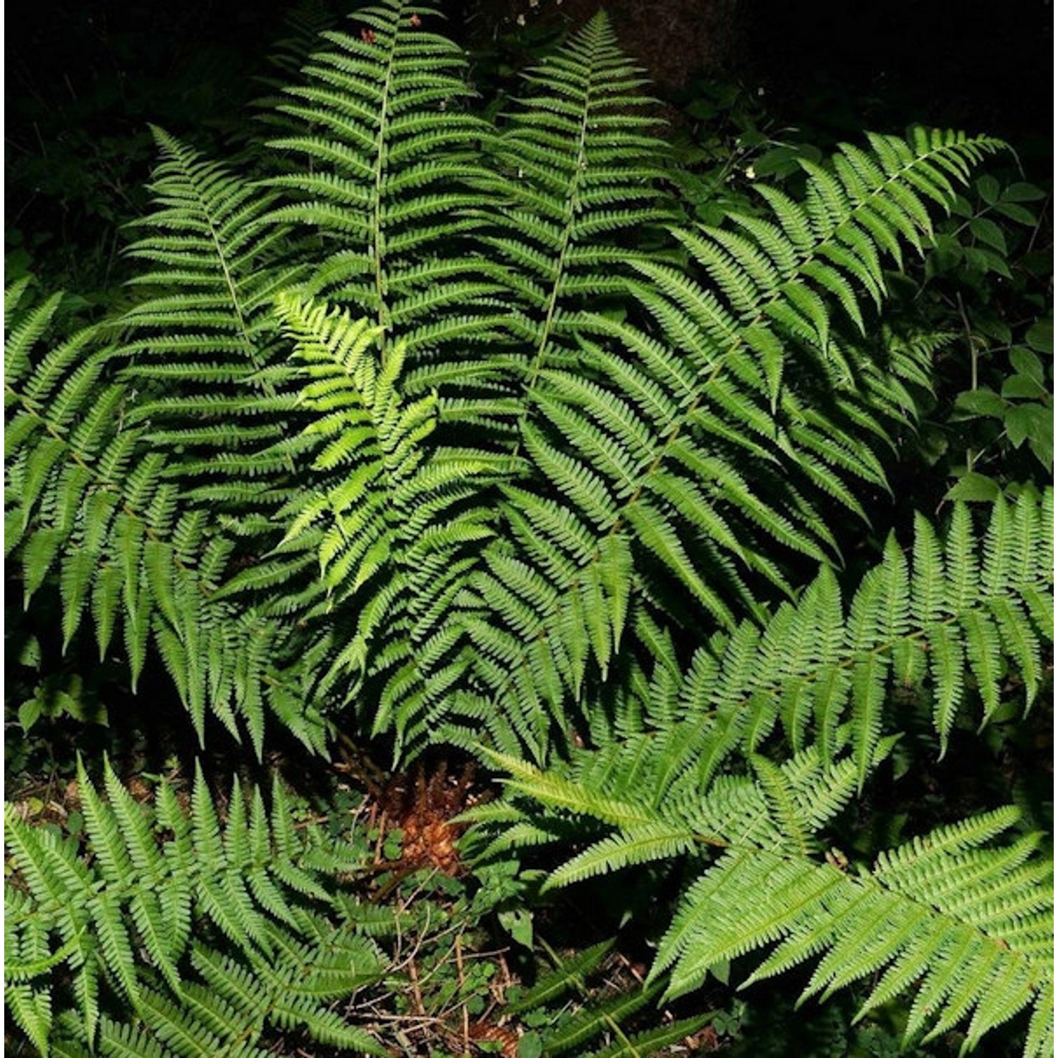 Echter Wurmfarn - großer Topf - Dryopteris filix mas günstig online kaufen