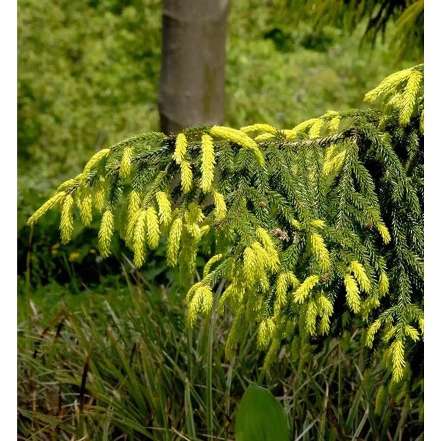 Orientalische Goldfichte 30-40cm - Picea orientalis Aurea