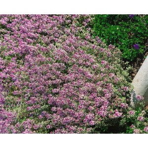 Blühender Zitronenthymian 'Lammefjord' im 9x9 cm Topf. Rosa Blüten, grüne Blätter. Staude für sonnige Standorte.