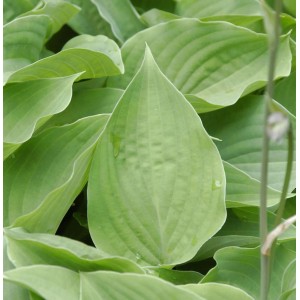 Nahaufnahme der grünen Blätter der Funkie Special Gift (Hosta cultorum).