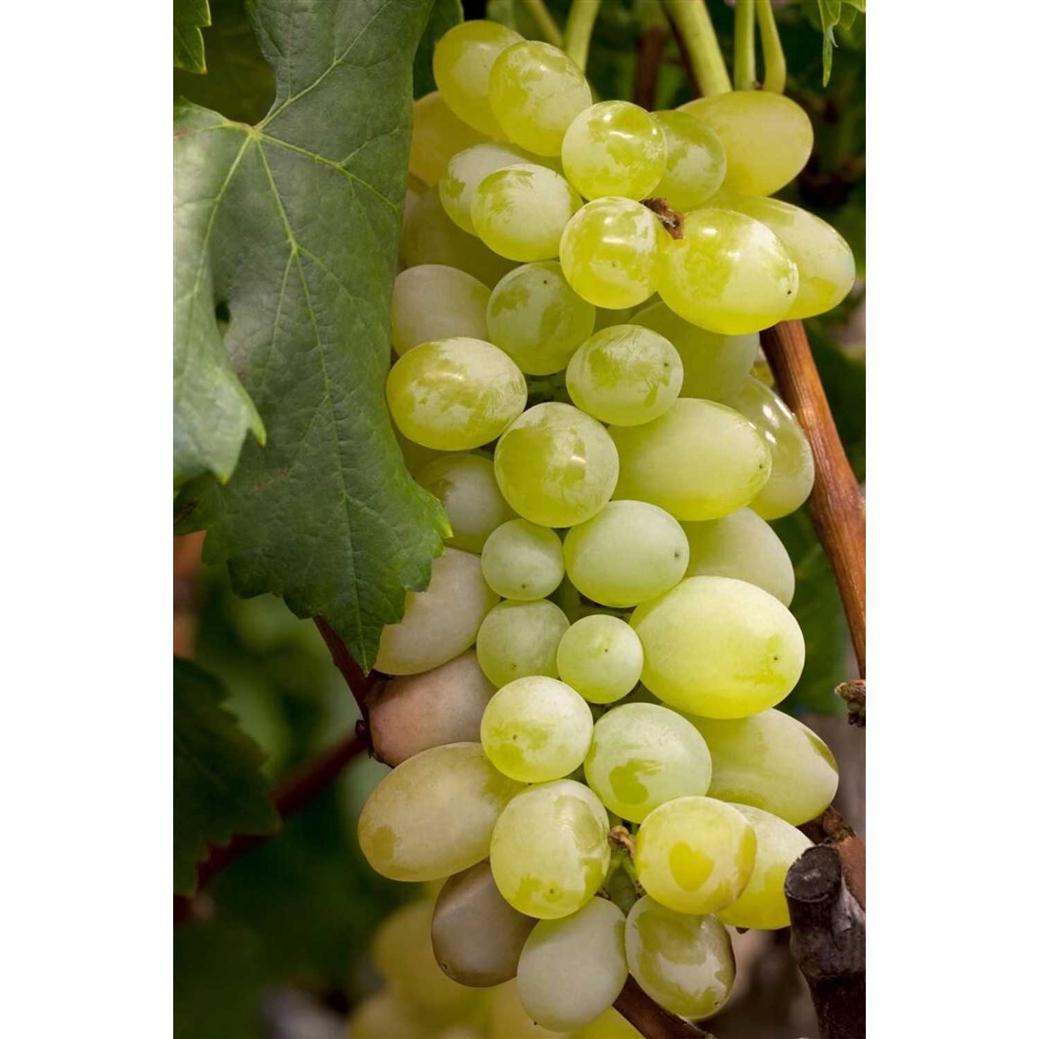 Vitis Vinifera Primus Weinrebe 80–100 cm günstig online kaufen