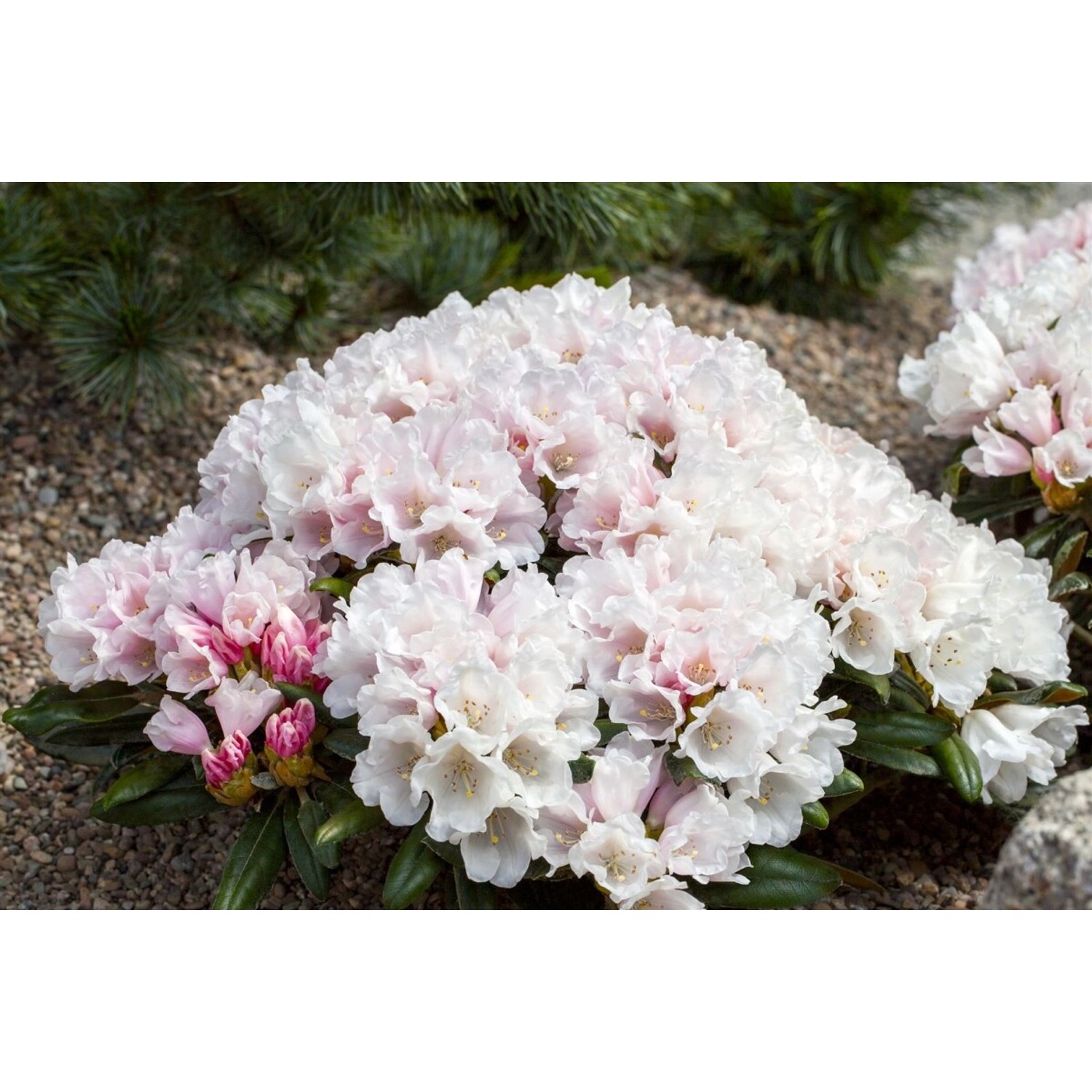 Rhododendron Yak. Edelweiß Weiß 30–40 cm günstig online kaufen