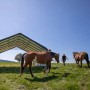ShelterLogic Weidezelt mit Pferden auf grüner Wiese. Ordnungssystem für Tiere oder Lagerung.