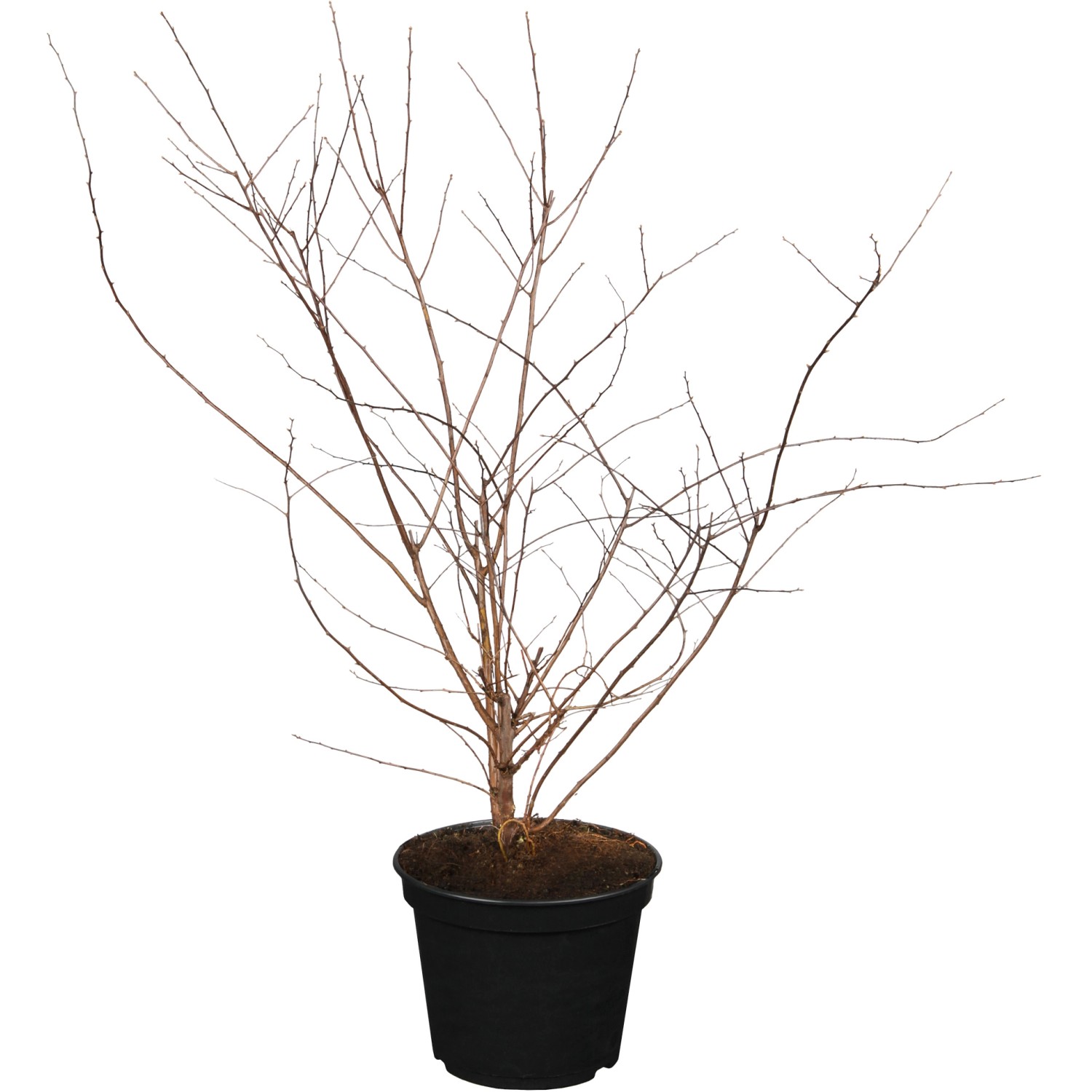 OBI Prachtspiere Weiß Höhe ca. 50 - 60 cm Topf ca. 3,5 l Spiraea
