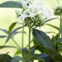 Fünfzahlstrauch 'BeeBright White' von GROW by OBI: Weiße, sternförmige Blüten und grüne Blätter.