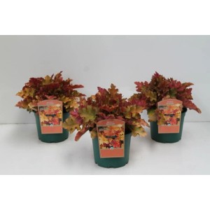 Heuchera Villosa Marmalade im 2L Topf: Orange-bronzefarbene Staude für Beet und Kübel.