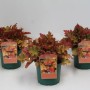 Heuchera Villosa Marmalade im 2L Topf: Orange-bronzefarbene Staude für Beet und Kübel.