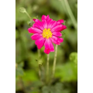 Nahaufnahme einer leuchtend rosa Herbstanemone (Anemone Japonica 'Bressingham Glow') mit gelber Mitte.