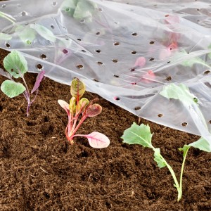 Transparente Windhager Frühbeetfolie 1,5x10m über jungen Pflanzen im Beet.
